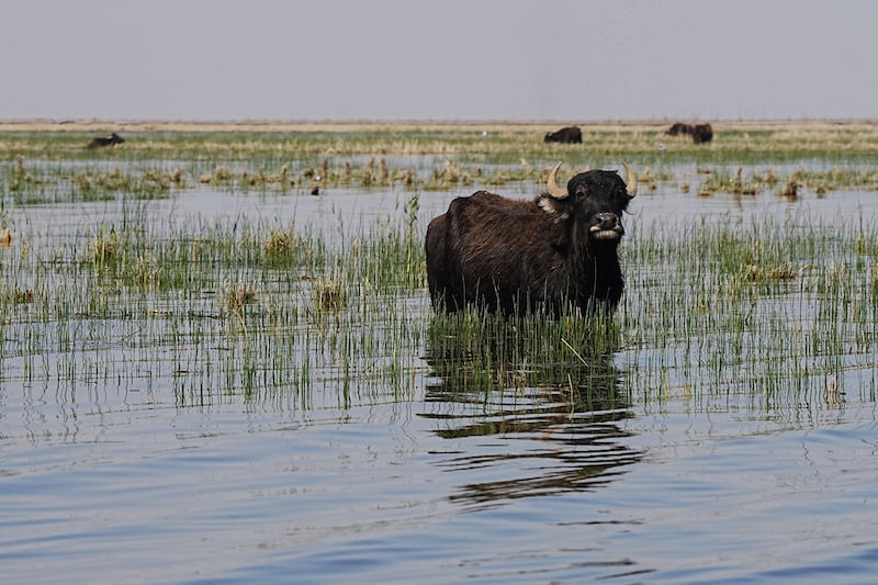 A buffalo in Iraq's central Mesopotamian marshes, where water levels have risen thanks to abundant rainfall after a long drought. AFP
