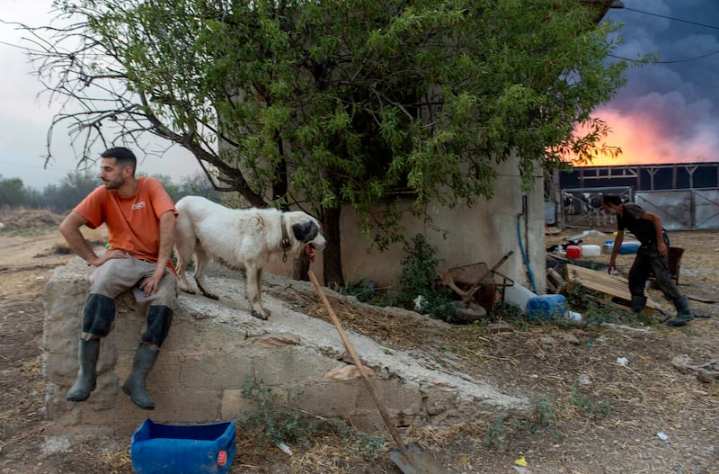 Farmers try to save their animals as the fire approaches Sesklo village. EPA