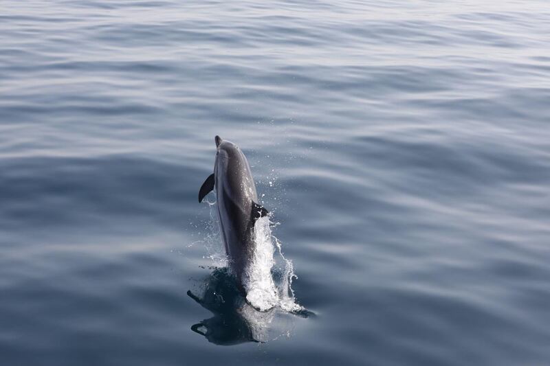 The findings will contribute to work to establish the distribution and behaviour of whales and dolphins off Fujairah.