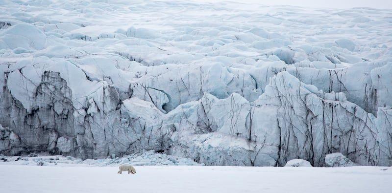 Bronze medal, Animals in their Habitat: female polar bear, Isbukta, Svalbard, by Christian Tuckwell Smith, UK.