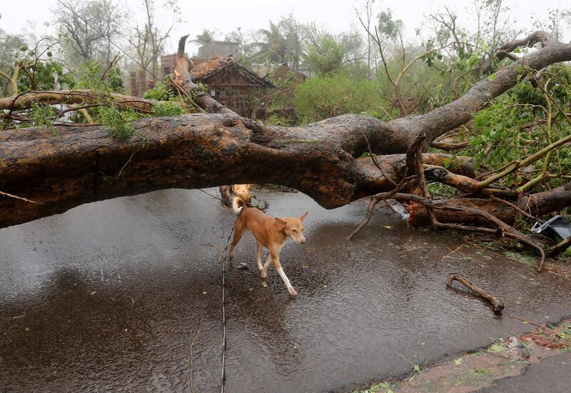 A dog walks under an uprooted tree following Cyclone Fani in Khordha district, in the eastern state of Odisha. Reuters