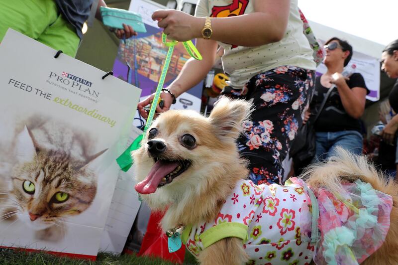 ABU DHABI , UNITED ARAB EMIRATES , APRIL 13   – 2018 :- One of the pet with his owner during the pet festival held at DU arena on Yas Island in Abu Dhabi. ( Pawan Singh / The National ) For News