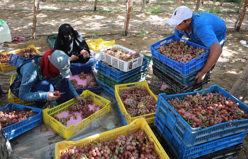 epa09270377 Workers harvest grape at the farm in Khatatba al-Minufiyah Governorate in Egypt, 14 June 2021. Table grape of this farm is exported to the EU countries, mainly Germany, England and Netherlands.  EPA-EFE/KHALED ELFIQI *** Local Caption *** 56967454