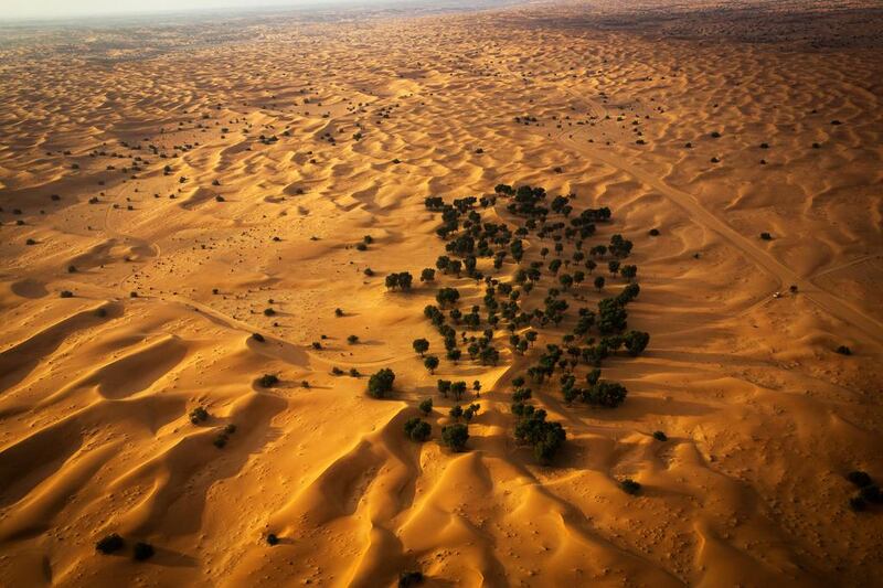 Trees in the desert.