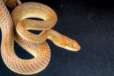 EAGW9C Arabian cat snake / Telescopus dhara