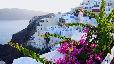 Bougainvillea Growing On Plant Against White Buildings At Santorini (Getty Images) *** Local Caption ***  wk09de-myuae-santorini.jpg