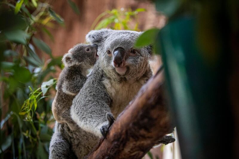 A seven month old baby Koala is seen on it's mother's back at the Lisbon Zoo. EPA
