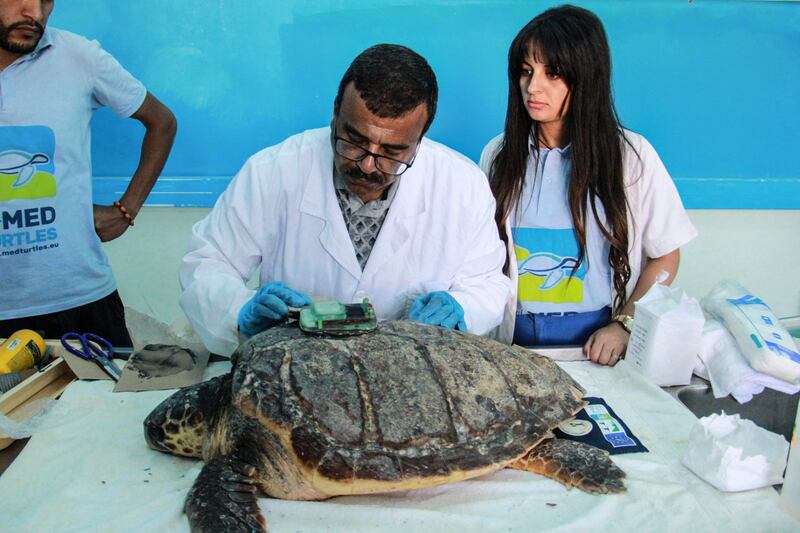"This beacon, given to us by the University of Primorska in Slovenia, will allow us to follow this turtle in its movements," said Imed Jribi, a science professor from the University of Sfax and a co-ordinator of the Life Med Turtle project.