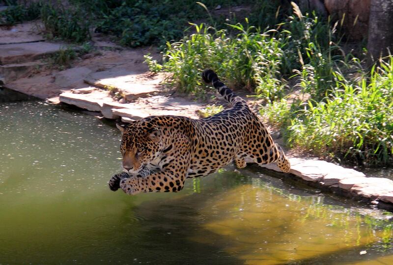 A jaguar at the Municipal Zoo of Santa Cruz, Bolivia.  EPA