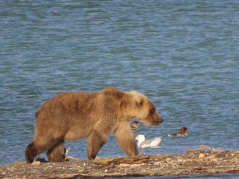 Bear 335 struts around Katmai National Park in Alaska. Photo: T Carmack