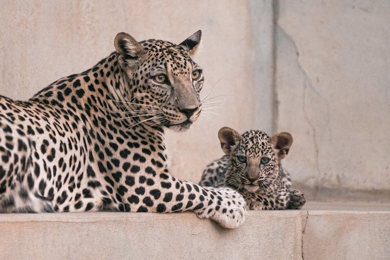 The breeding centre is operated by RCU, the agency regenerating a large part of north-west Saudi Arabia.