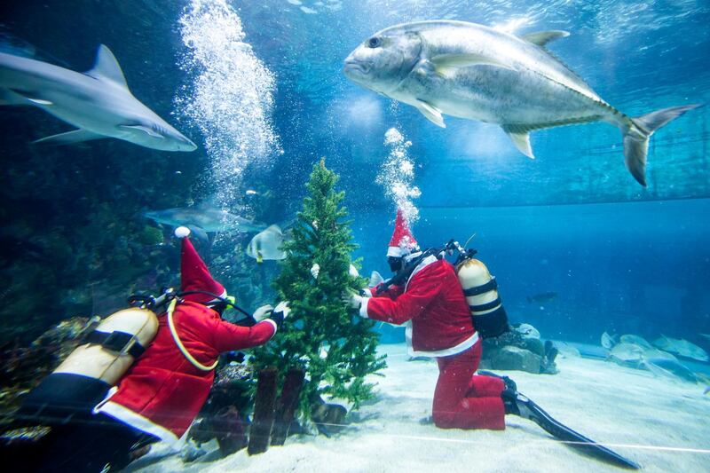 Scuba divers dressed as Santa Claus decorate a Christmas tree with seashells in a fish tank of the Tropicarium in Budapest, Hungary. EPA