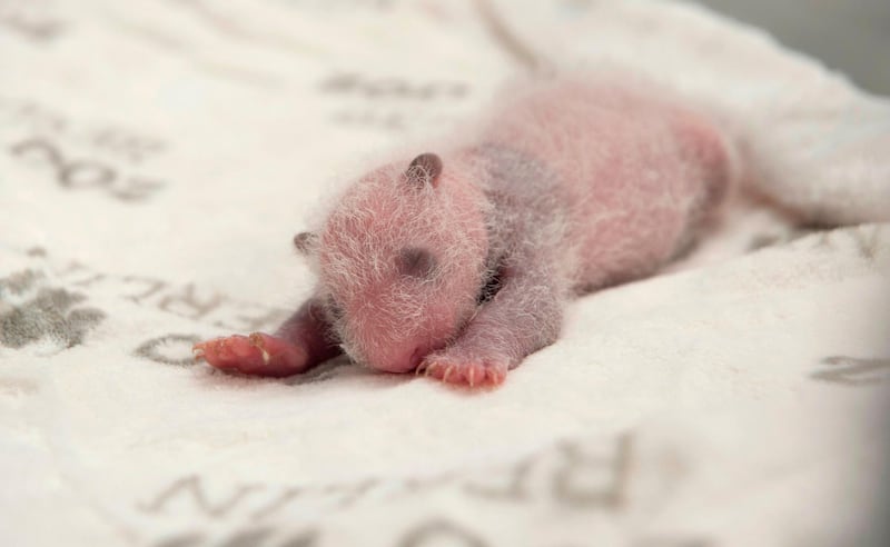 Berlin Zoo shows one of two giant panda cubs born at the Zoologischer Garten zoo in Berlin on September 13. AFP