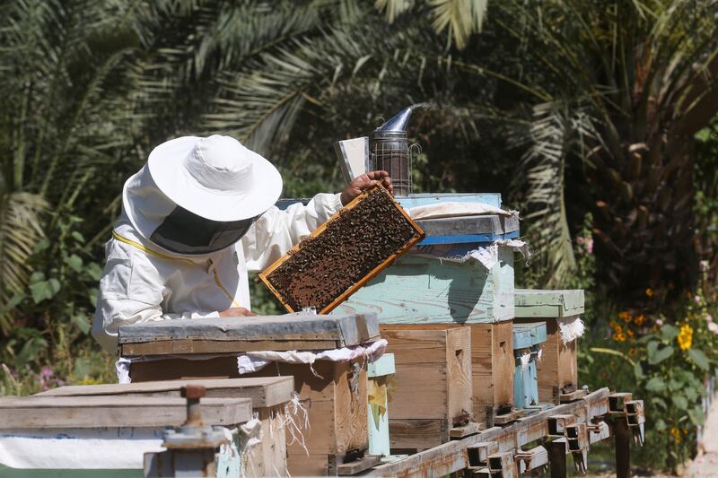 Productivity and the quality of the honey produced in Iraq have both been reduced by the adverse conditions 