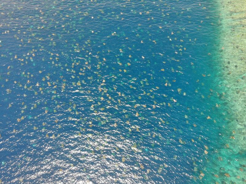 TOPSHOT - In this undated handout picture taken from a drone and released to AFP by the Great Barrier Reef Foundation and Queensland Government shows green turtles nesting on at the world’s largest green turtle rookery on Raine Island, a remote vegetated coral cay situated 620 km north west of Cairns.  Australian researchers have discovered they were underestimating numbers at the world's largest sea turtle nesting site after turning to drone technology for the first time. / AFP / Great Barrier Reef Foundation an / Handout / ----EDITORS NOTE ----RESTRICTED TO EDITORIAL USE MANDATORY CREDIT " AFP PHOTO / GREAT BARRIER REEF FOUNDATION AND QUEENSLAND GOVERNMENT " NO MARKETING NO ADVERTISING CAMPAIGNS - DISTRIBUTED AS A SERVICE TO CLIENTS - NO ARCHIVES
