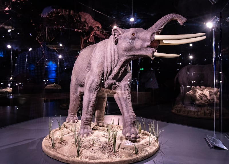 The four-tusked stegotetrabelodon elephant roamed Abu Dhabi seven million years ago.