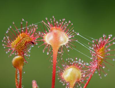Sundew plants attract and digest insects using the viscous glands on their leaves. Photo: The Green Planet