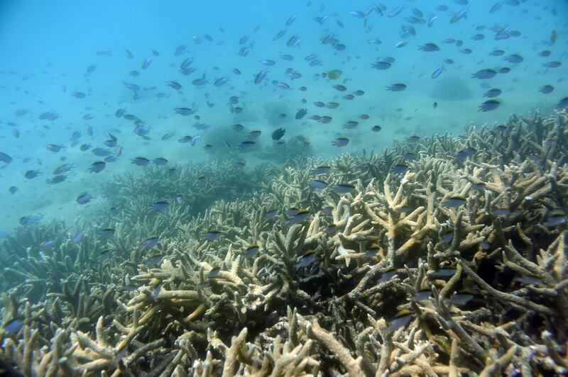 In this Nov. 25, 2016, photo, fish swim along the edges of a coral reef off Great Keppel Island in Australia. The government agency that manages Australia's Great Barrier Reef on Friday, Aug. 30, 2019, downgraded its outlook for the corals' condition from "poor" to "very poor" due to warming oceans. (Dan Peled/AAP Image via AP)