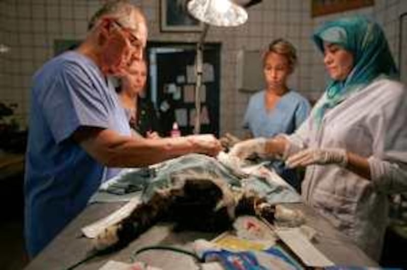 Denys Frappier (left), a Canadian veterinary doctor, operates on a cat with students at the American Fondouk, an animal sanctuary in Fes, Morocco. June 23, 2009. Eve Coulon for The National *** Local Caption ***  Fes Animal Hospital_03.jpg