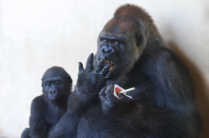 A gorilla licks her hand as she eats a frozen treat on a hot day at the Oklahoma City Zoo in Oklahoma City. AP Photo