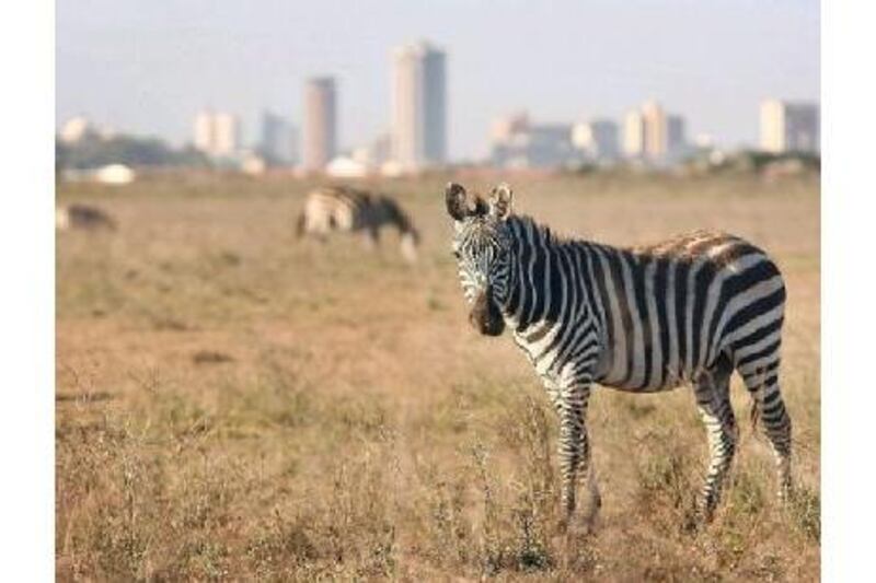 The city skyline frames zebras at the Nairobi National Park.