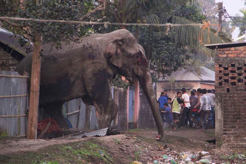 The elephant strayed into the village early in the morning and woke up villagers with its roaring. AP Photo