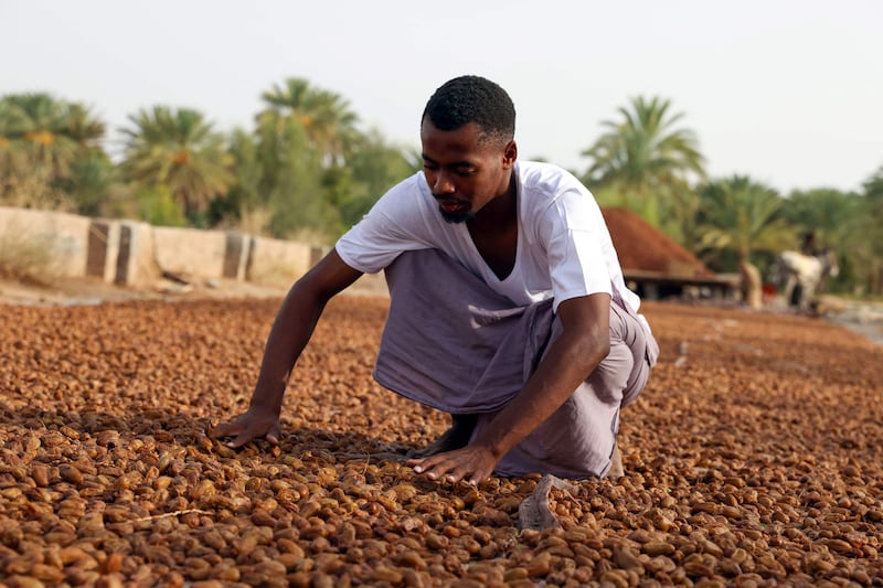 A field of dried Omani Mabsali dates in Bidiyya.