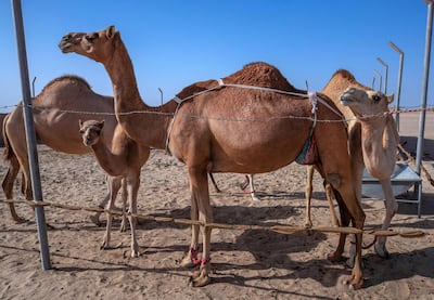 Al Sila, Abu Dhabi, United Arab Emirates, February 6, 2021.  A camel herder feeds his injured camel in a solitary pen.  Camel and goat farms can be found in the elevated flatlands behind the coastline.
Victor Besa/The National
Section:  NA/Stock Images/Beauty of the UAE