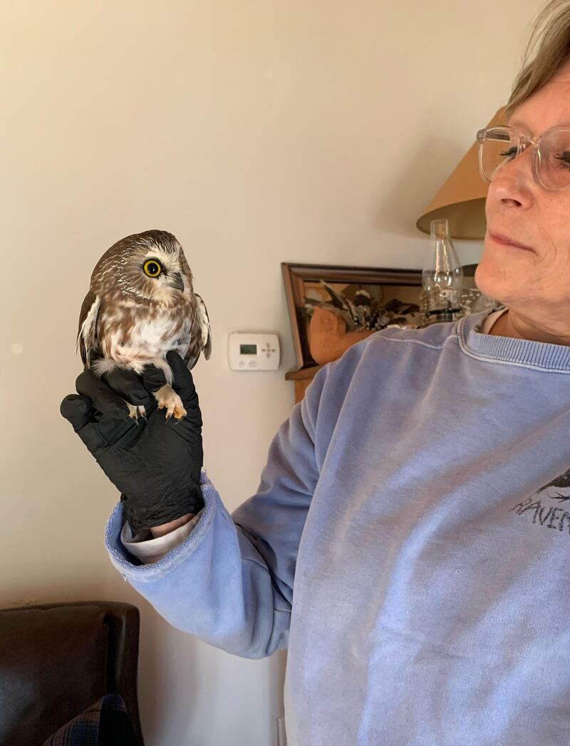 A tiny Northern saw-whet owl, now named Rockefeller, was found in the Christmas tree transported from Oneonta to Rockefeller Centre in New York. Ravensbeard Wildlife Center via AFP