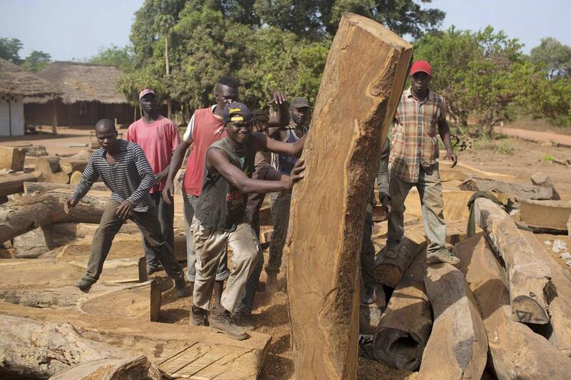 Workers load timber onto a container in Sintchan Companhe, Guinea. Joe Penney / Reuters