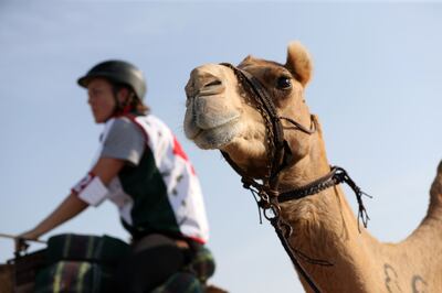 The next camel race will be on December 2. Chris Whiteoak / The National