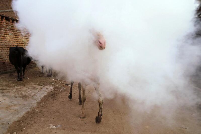 A horse makes its way through a cloud of smoke rising from fumigation being done to prevent mosquito-borne diseases in Allahabad, India. Rajesh Kumar Singh / AP Photo