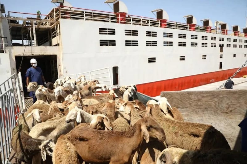 A ship carrying an estimated SAR15m worth of livestock sinks in a Sudanese port. The sheep were rescued, although some perished, officials say. Photo: Sudan News Agency