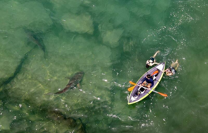 Sharks swim near an inflatable kayak in the shallow water off Hadera. AFP