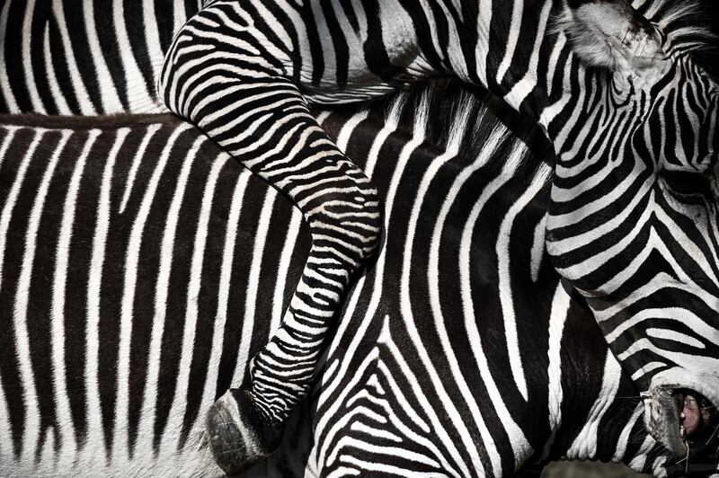 A close-up of zebras in an enclosure at the Paris zoological park. AFP