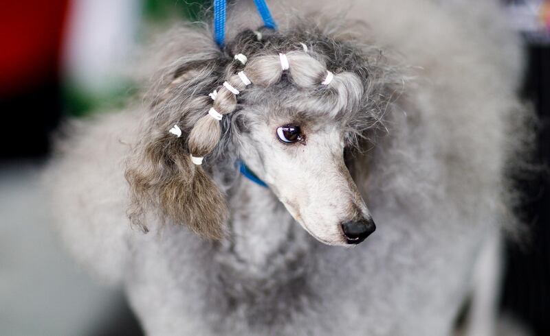 A Standard Poodle being groomed. Photo: EPA