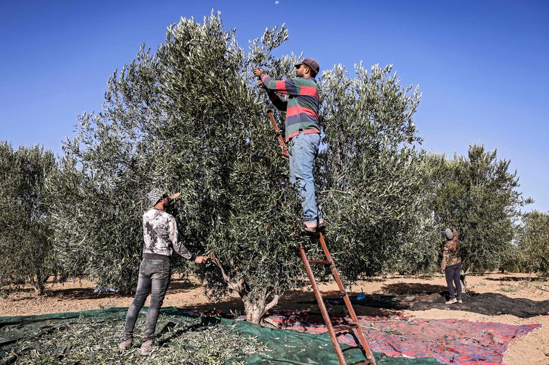 Palestinian farmers harvest olives at the Nuseirat refugee camp in central Gaza. All photos: AFP