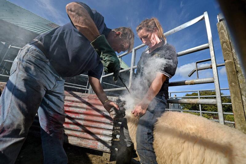 Carol McKenna brands young sheep on Gass Farm. She says there is no stopping Scottish women from farming. Jeff Mitchell / Getty Images