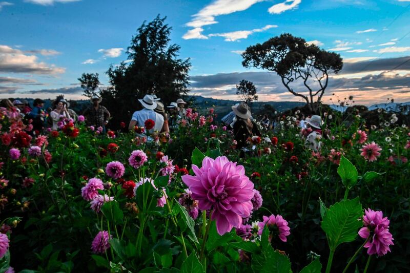 TOPSHOT - Tourists visit a flower farm in Santa Elena near Medellin, Antioquia Department, Colombia, on August 10, 2019, on the eve of the traditional "Silleteros" parade which is held as part of the Flower Festival.  / AFP / Joaquin SARMIENTO

