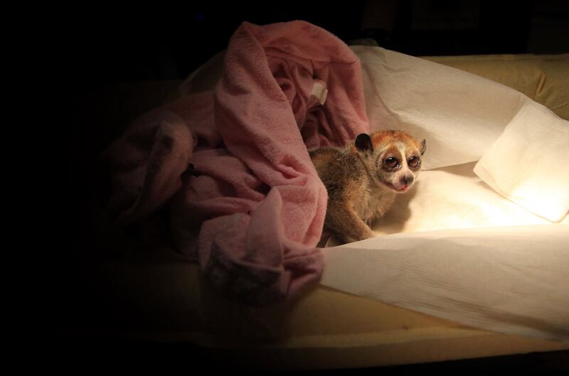 The slow loris is listed as a vulnerable species. Getty