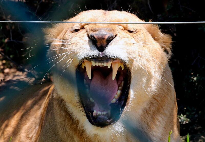 A lioness rests in an enclosure at Al Ma'wa For Nature and Wildlife.