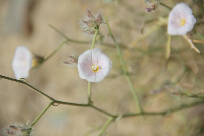 Convolvulus virgatus only blooms in the morning and can be found in sandy and mountainous areas. Photo courtesy: Government of Ras Al Khaimah.