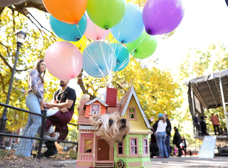 Abby, a terrier, wears a costume inspired by the film 'Up' during the Halloween Dog Parade at Tompkins Square Park in New York City, US. Reuters