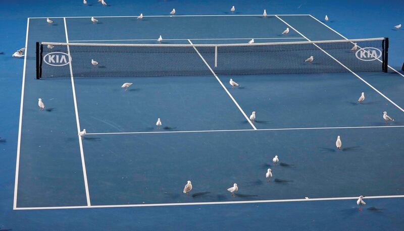 Birds are pictured on the court at the Australian Open in Melbourne. Reuters