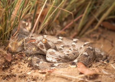 Sind saw-scaled viper (Echis carinatus), Sharjah, UAE. Getty Images