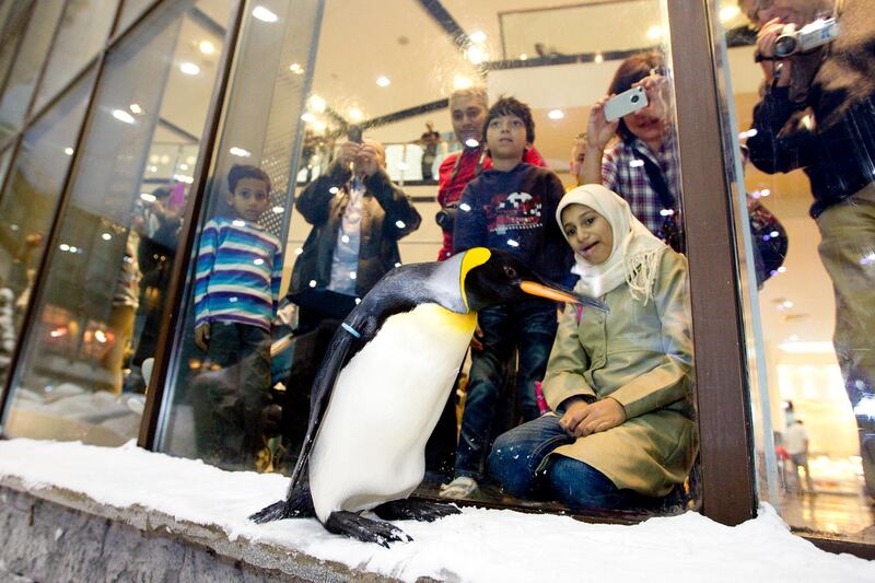 Dubai, Jan 30th, 2012 -- Onlookers observe a penguin as it waddles on a ledge. A colony of snow penguins  from Sea World in San Antonio will move into Ski Dubai in Mall of Emirates starting in February 2012. Visitors to ÔSnow Penguins at Ski DubaiÕ will get a chance to get up close and personal with the birds and learn about them. Photo by: Sarah Dea/ The National