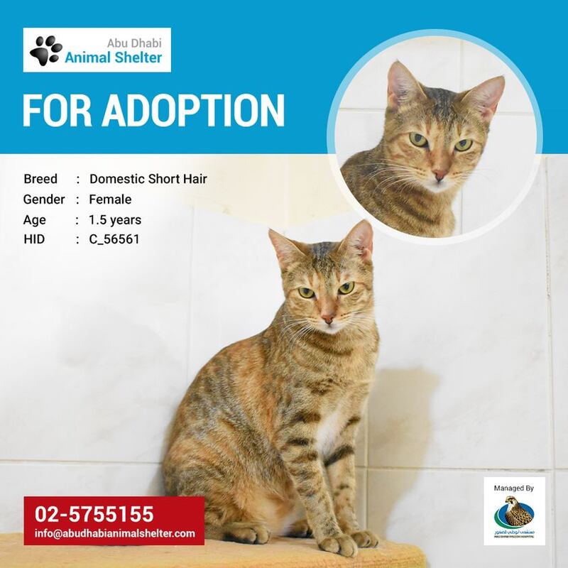 Photo: Abu Dhabi Animal Shelter