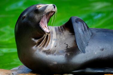 A sea lion yawns as it rest in its enclosure in the Zoo in Berlin, Germany, Tuesday, July 7, 2020. (AP Photo/Michael Sohn)