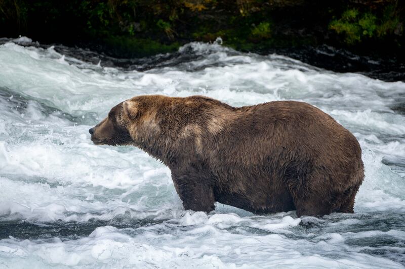 Otis the bear has won Fat Bear week four times. Photo: L Law