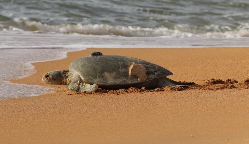 Tagged Turtle. Photo by Alasdair Davies / Arribada Initiative